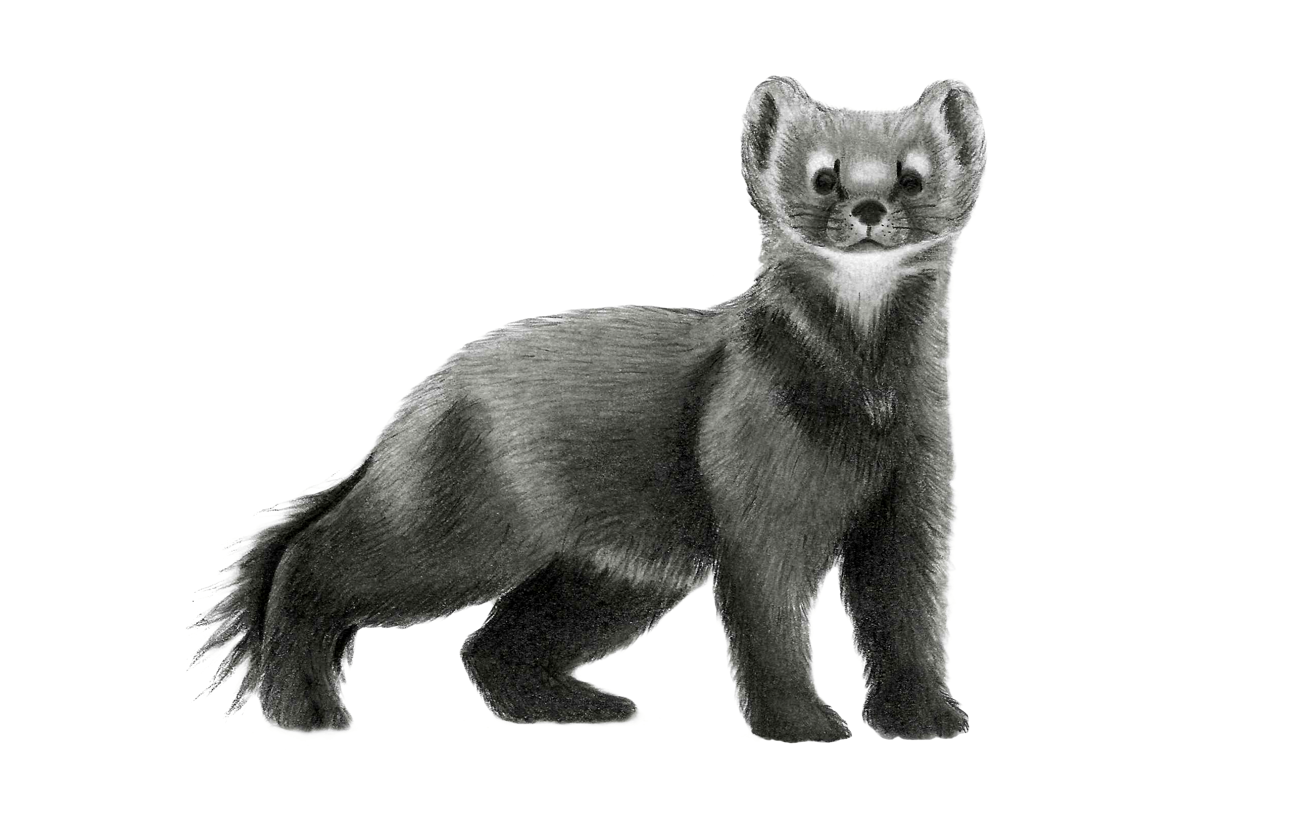 Sketch of pine marten